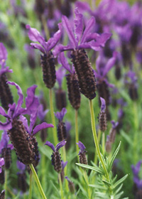 Lavandula stoechas 'Hazel'